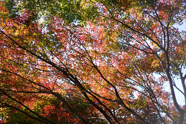 新宿御苑の紅葉