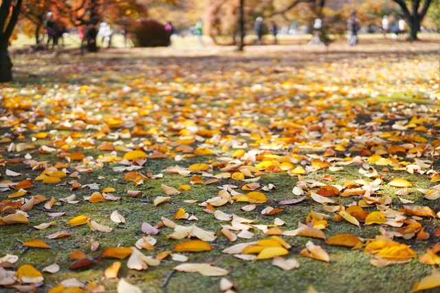 新宿御苑の紅葉