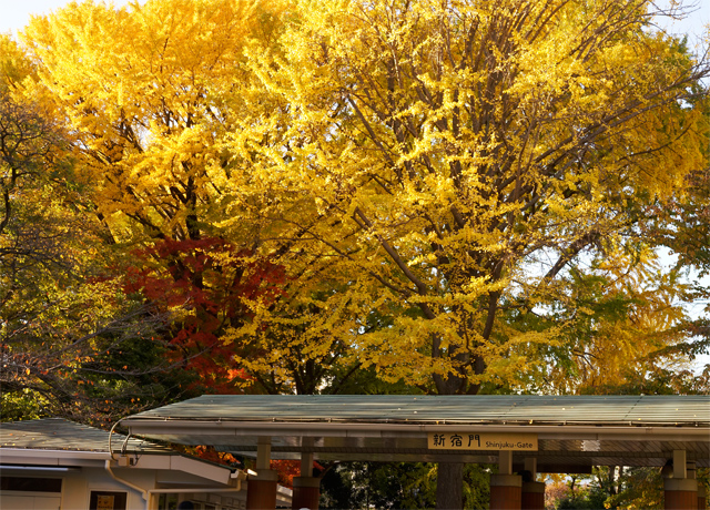 新宿御苑の紅葉