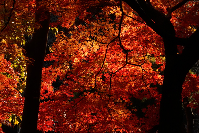 新宿御苑の紅葉