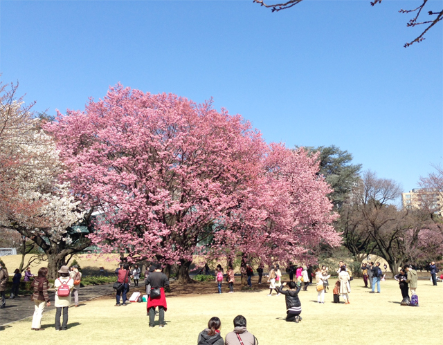新宿御苑の桜（陽光）