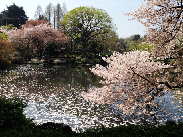 新宿御苑の桜