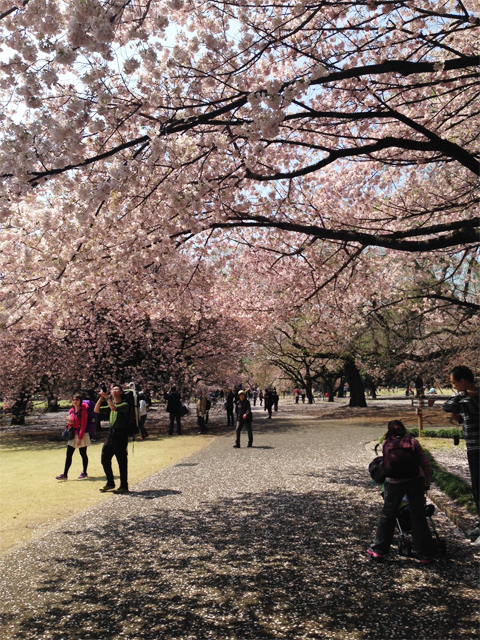 新宿御苑の桜