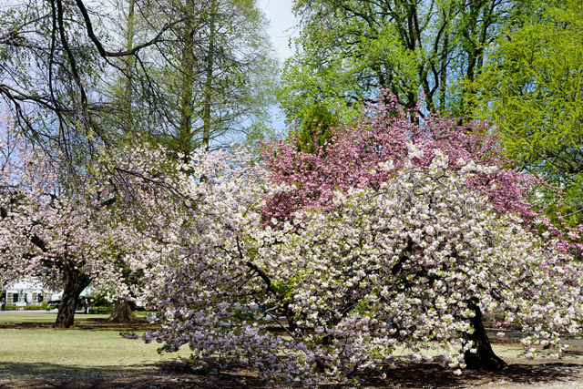 sakura2015_0415_2