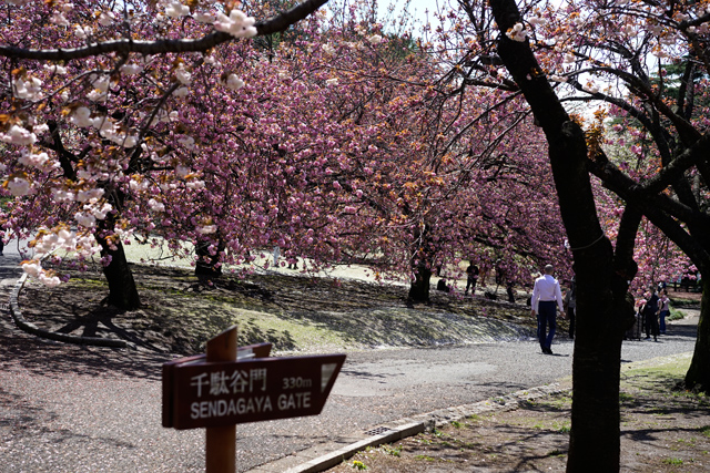 新宿御苑の桜