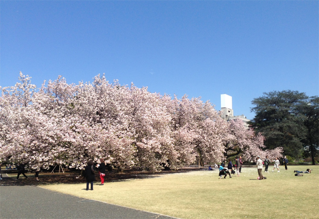 新宿御苑の桜