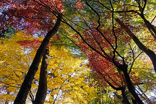 新宿御苑の紅葉2015