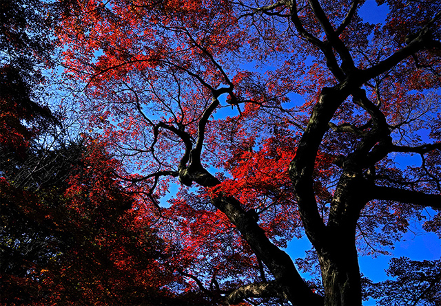 新宿御苑の紅葉2015