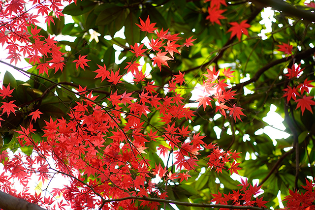 新宿御苑の紅葉2015