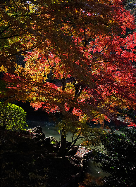 新宿御苑の紅葉2015