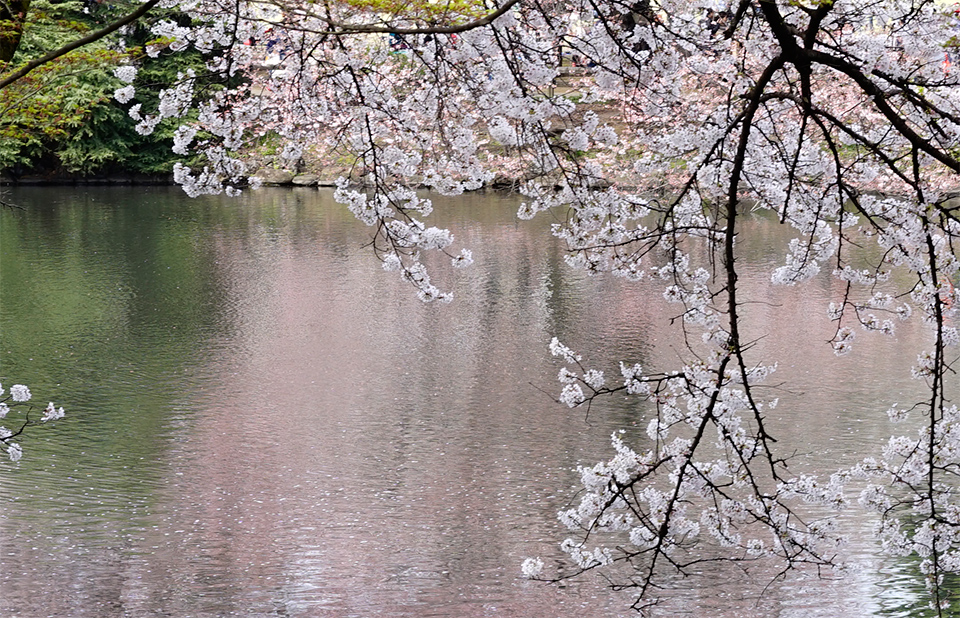 新宿御苑の桜2016