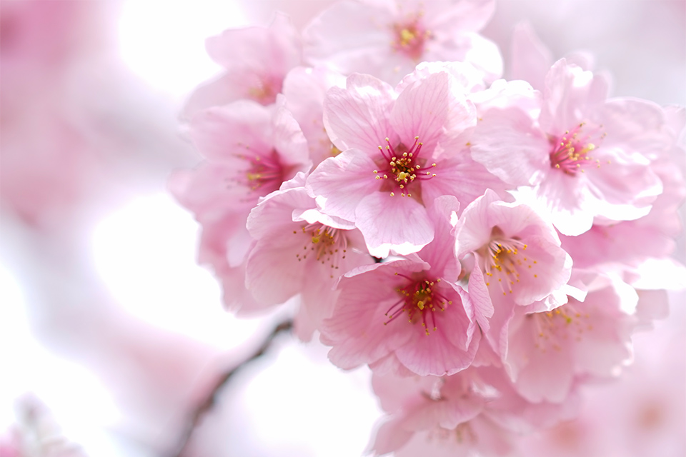 新宿御苑の桜2016（陽光）