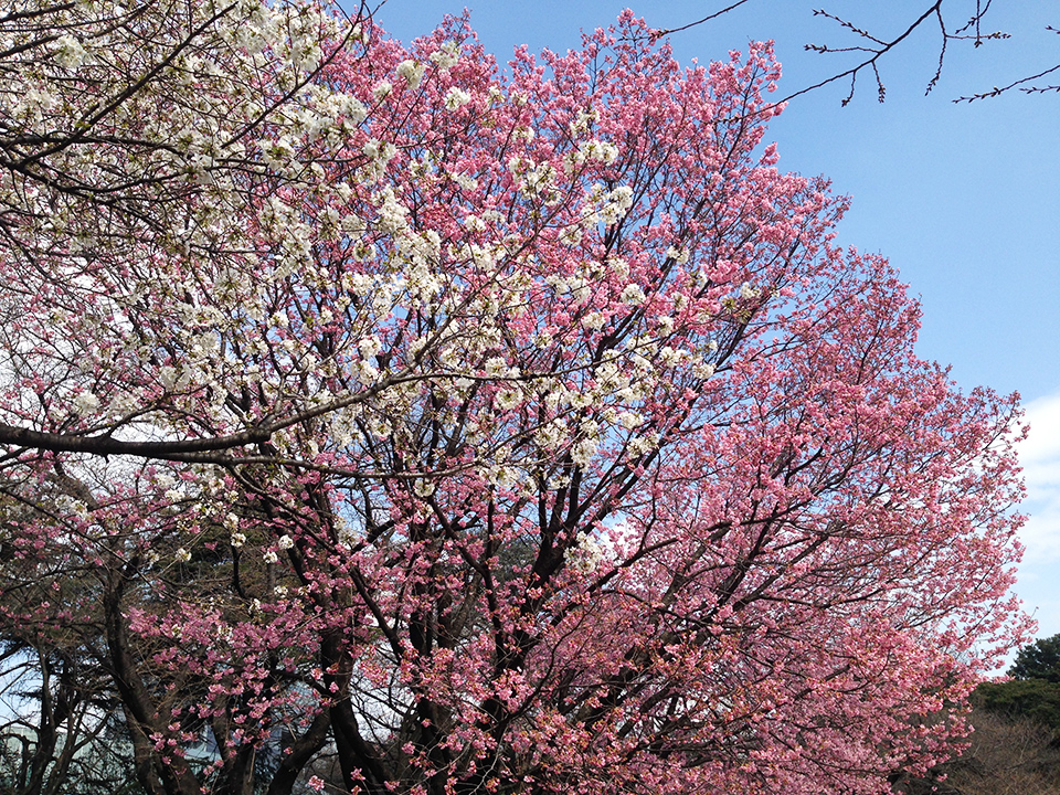 新宿御苑の桜2016（陽光）