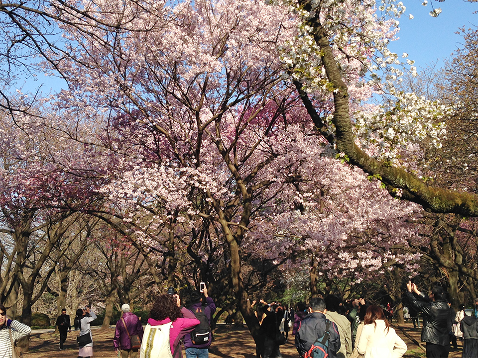 新宿御苑の桜（桜園地）