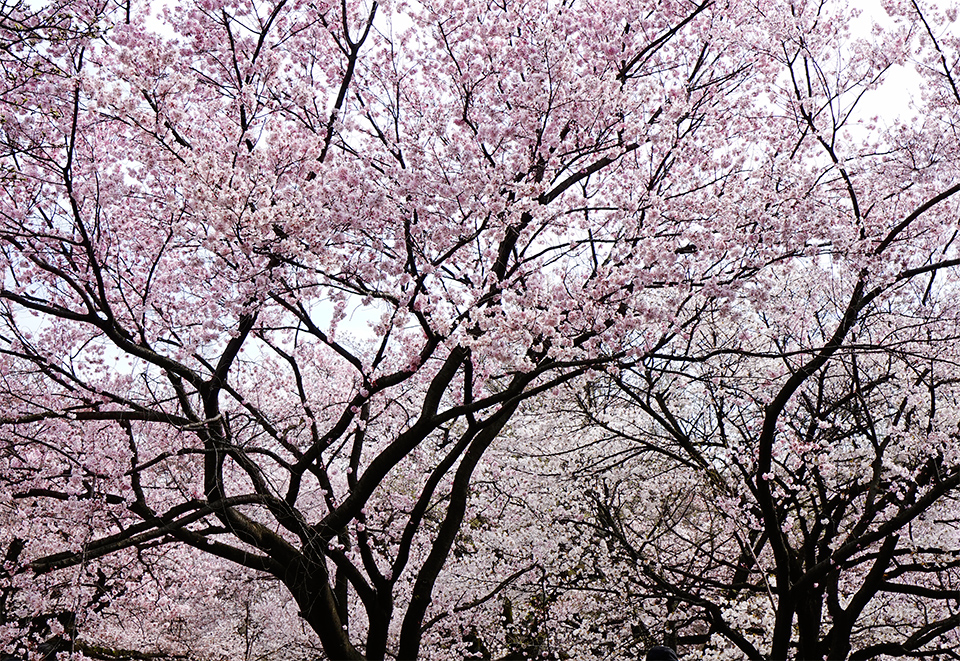 新宿御苑の桜2016