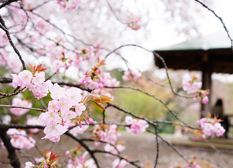 新宿御苑の桜(2016）