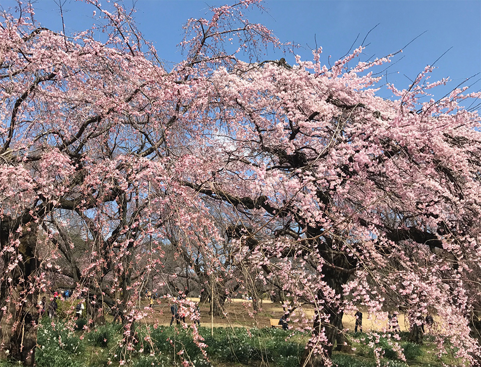 新宿御苑の桜2017（しだれ桜）