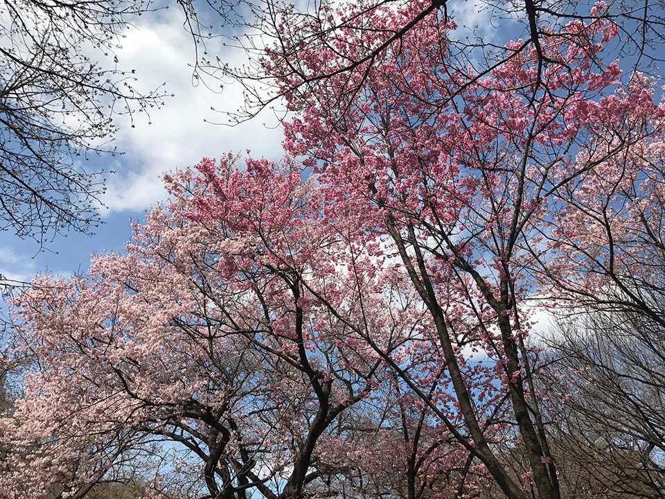 新宿御苑の桜（陽光・桜園地）