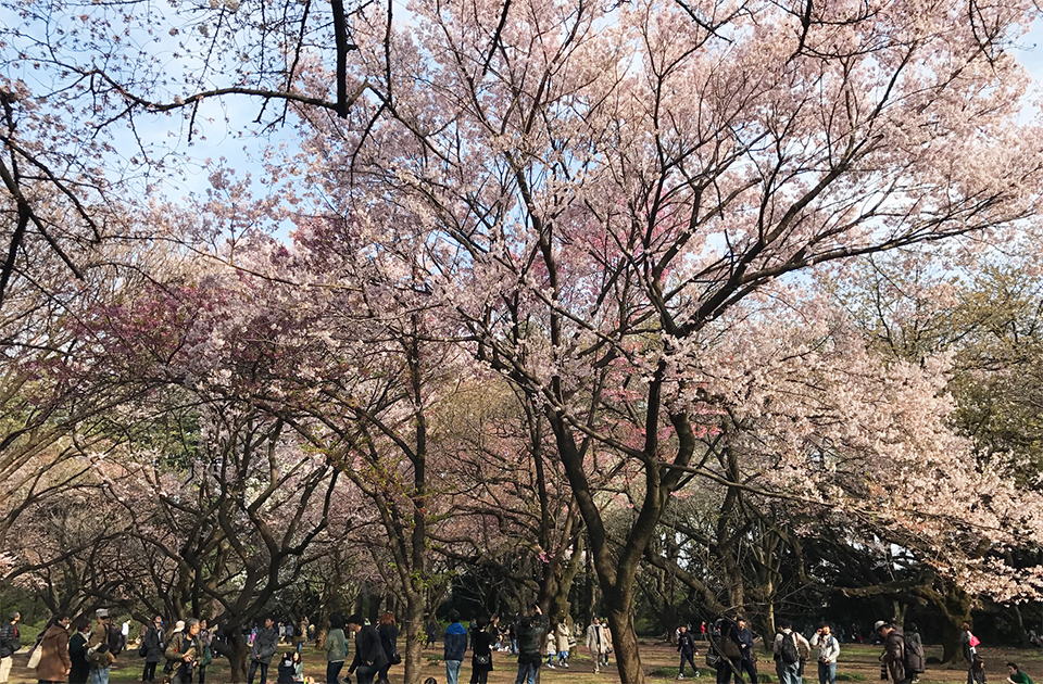 新宿御苑の桜2017