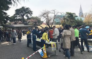 新宿御苑の桜2017