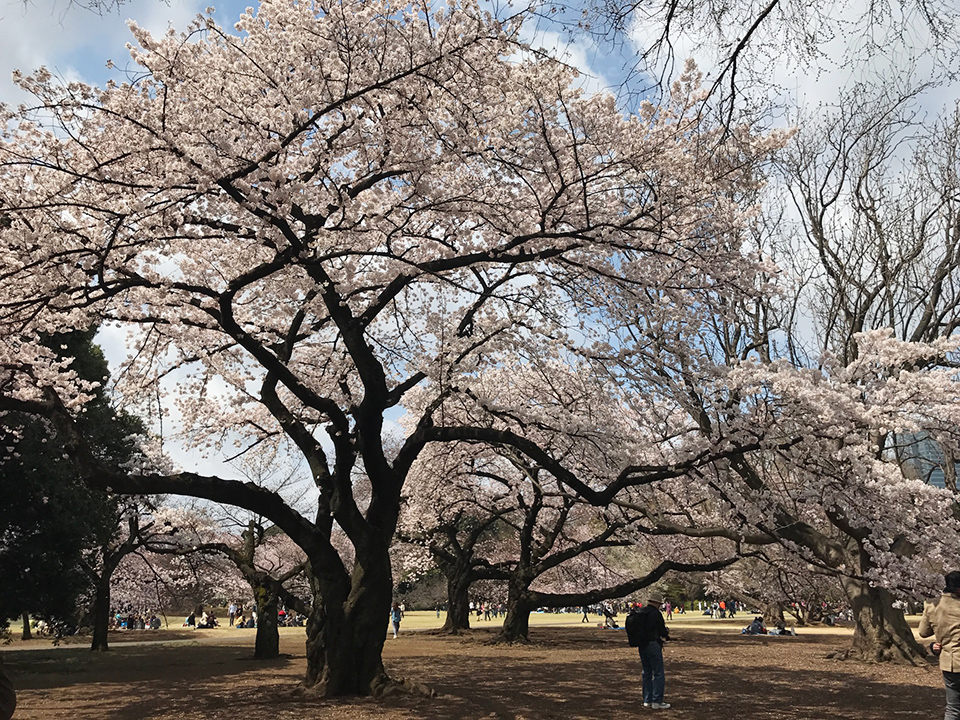 新宿御苑の桜2017