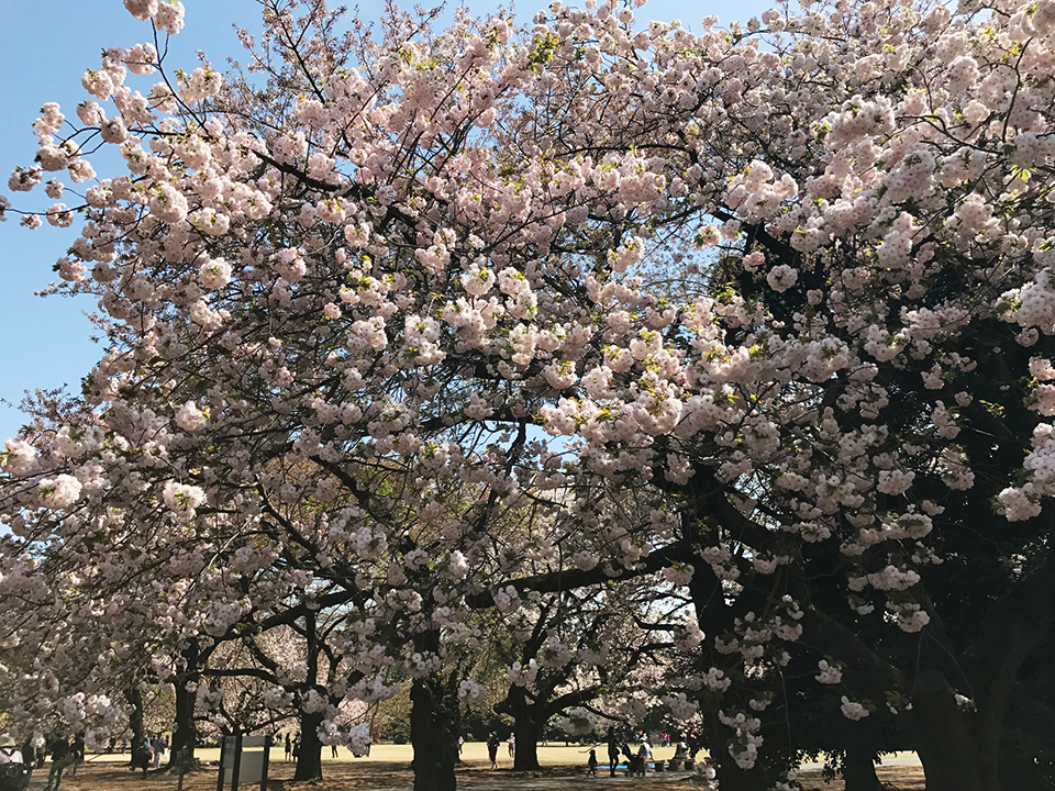 新宿御苑の八重桜